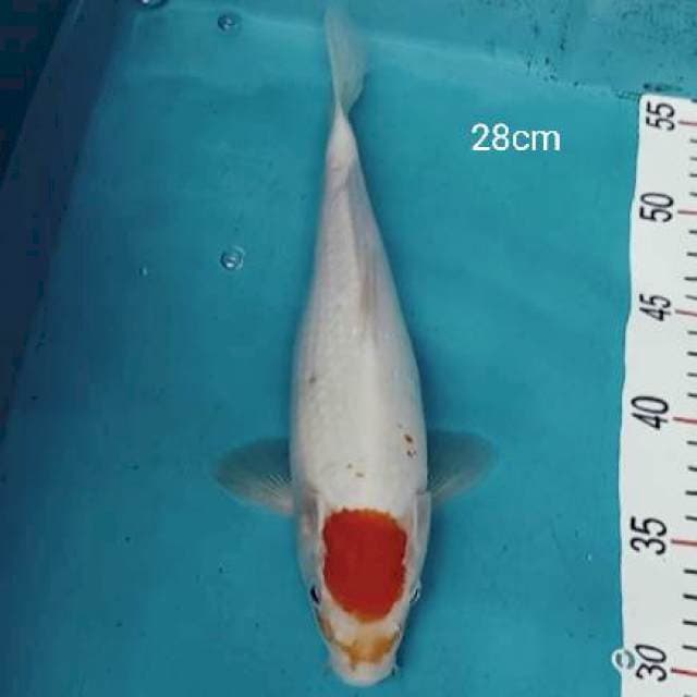 Tancho kohaku 28cm