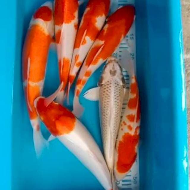 Paket jumbo 7ekor 33-38cm