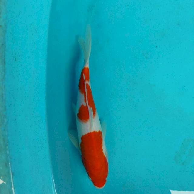 Nindan kohaku ory