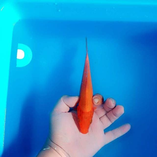 Benigoi 21cm