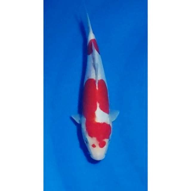 Strong Doitsu Kohaku 2step Original 25cm (F)