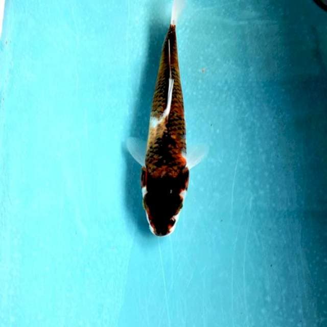 Budo goromo