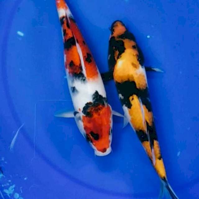 kindai showa sansoku 24 cm