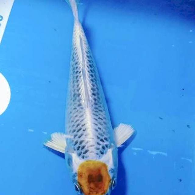 Tanco kojaku ory 23cm