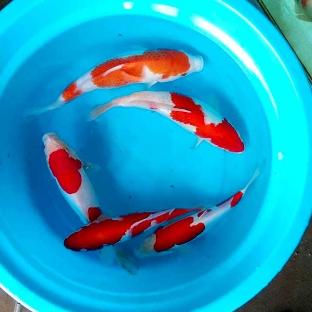 Kohaku mix doit ginrin 30-35cm