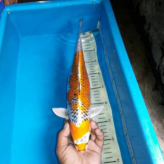 Yellow kujaku