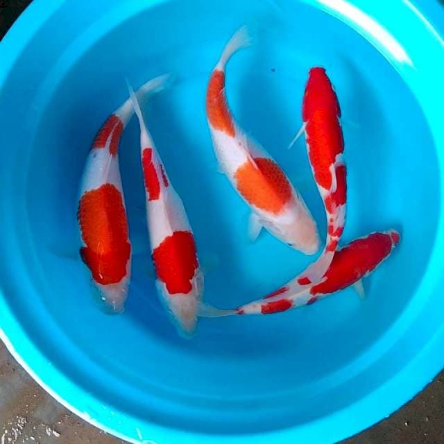 Kohaku 27-35cm