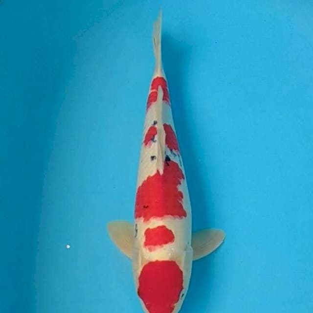 Maruten Sanke 42cm Male
