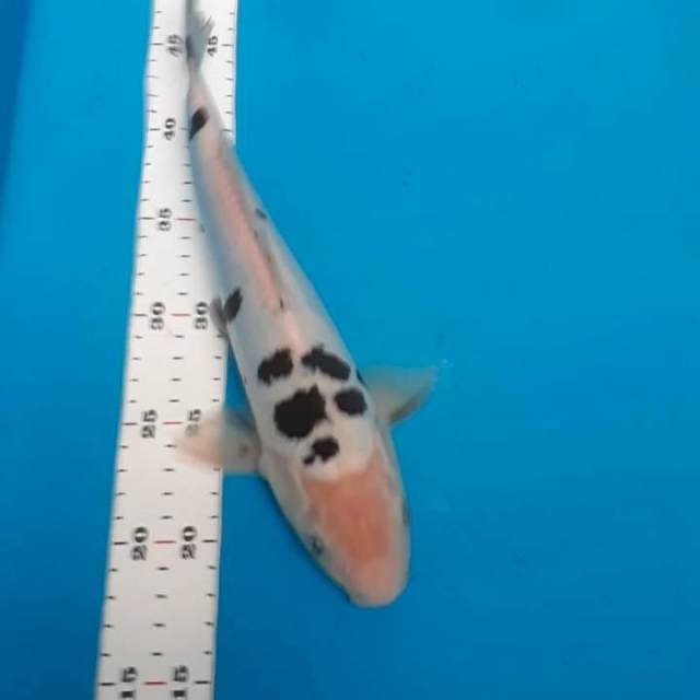 Doitsu bekko 30cm