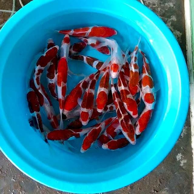 Anggur merah 33 ekor