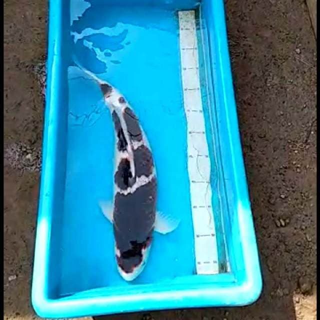 Super body 48cm bulky