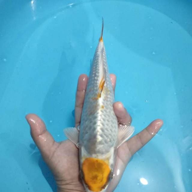 TANCHO KUJAKU 28CM