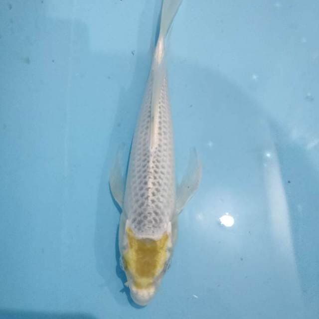 TANCHO SLAYER 28CM