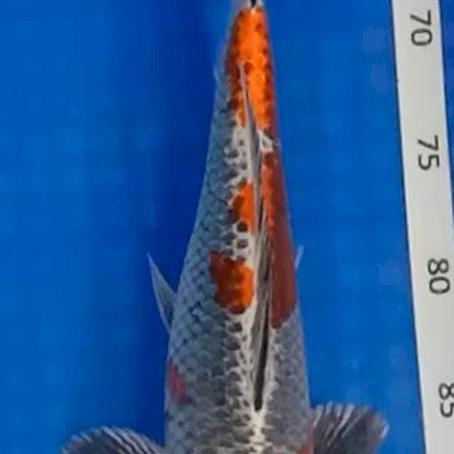 Kojaku gingga