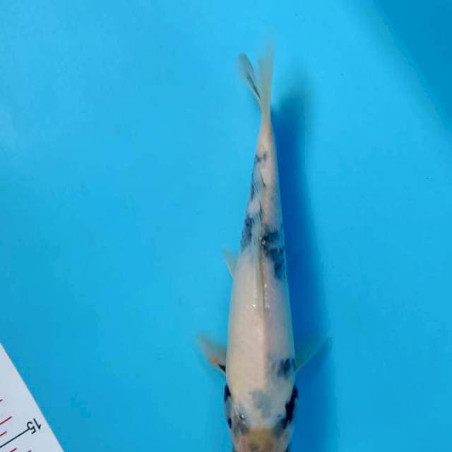 SIRO 24CM