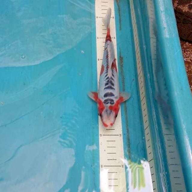 Hana Shusui 21cm
