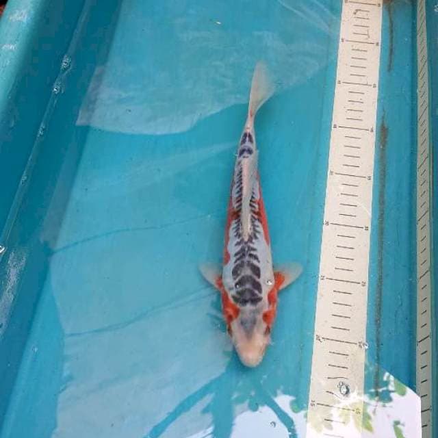 Hana Shusui 23cm