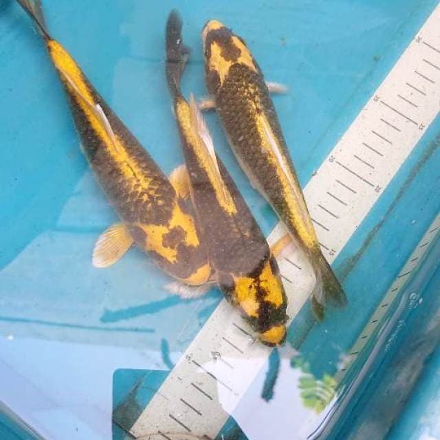 Trio Kin Kabuto 19-21cm
