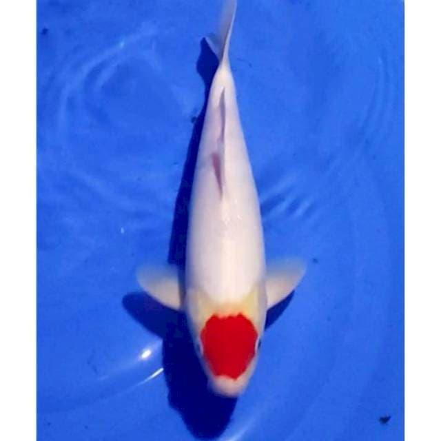 HQ Tancho Kohaku Original 31cm (M)