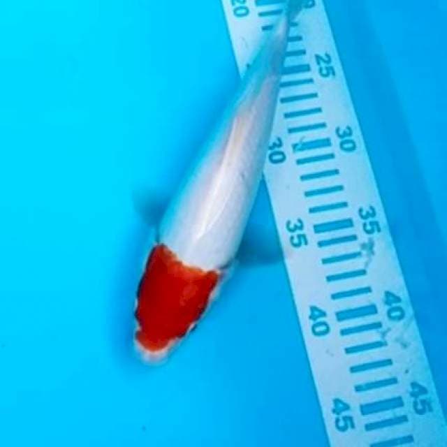 Tanco ory 27cm