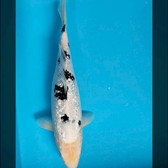 Bekko ginrin bersih 31cm