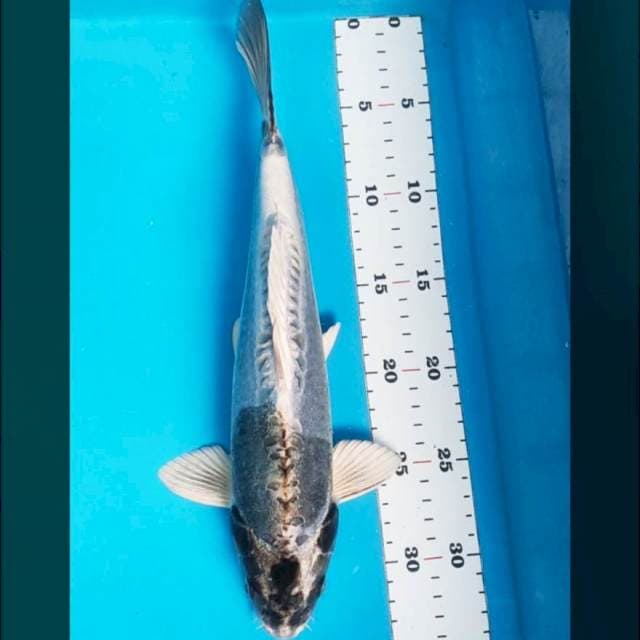 Silver kiko 32cm male