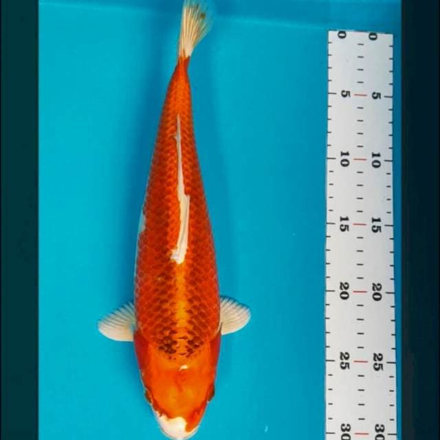 Kujaku strong bulky 30cm