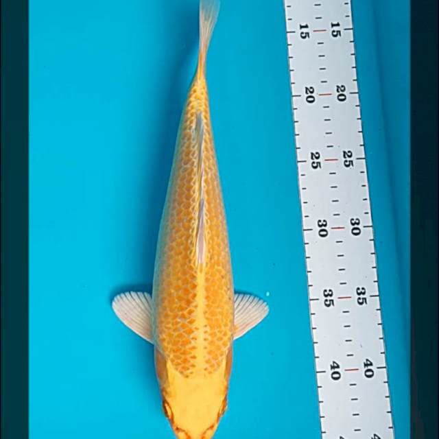 Yellow kujaku bulky 31cm