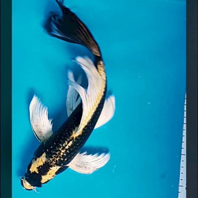 Kumpay kabuto 35cm male