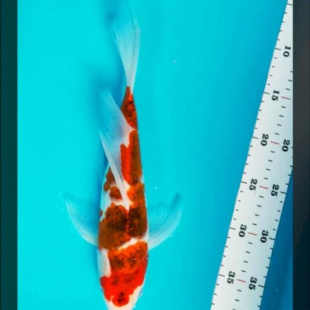 Kumpay goromo 31cm