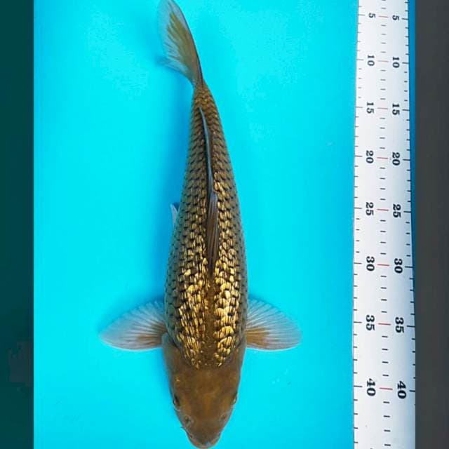 Midori ginrin bulky punuk 35cm male