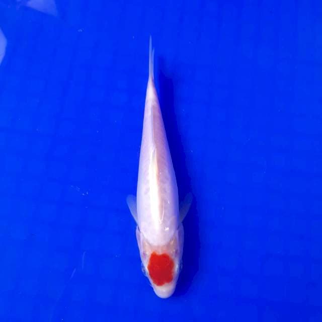 Tanco Doit Ori || 18cm