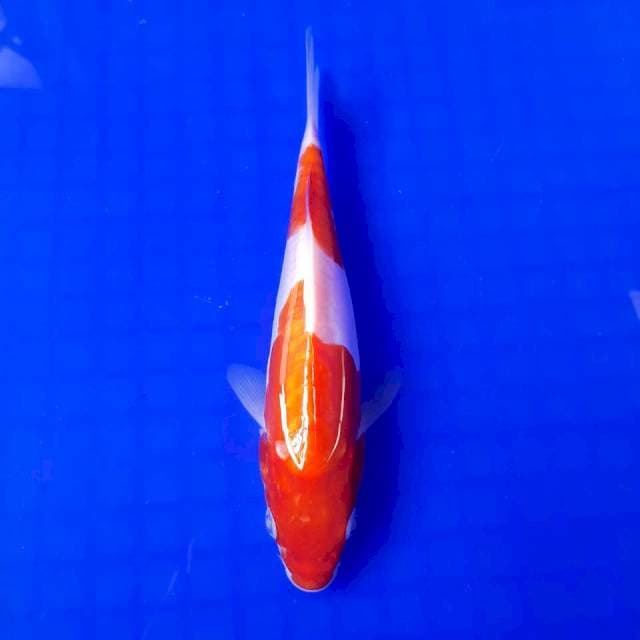 Kohaku Doit Nindan || 20cm