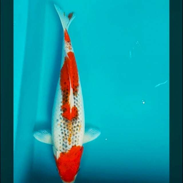 Goshiki strong 32cm