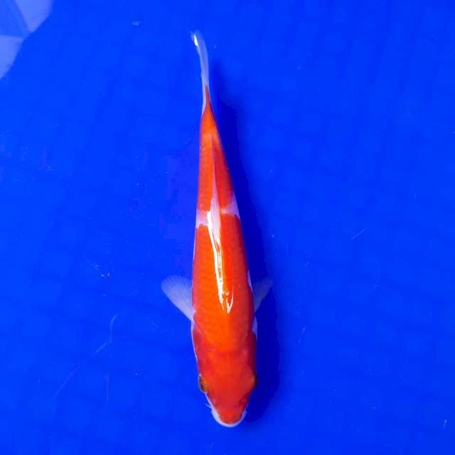 Kohaku Nindan || 18cm