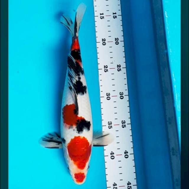 Sanke 30cm male