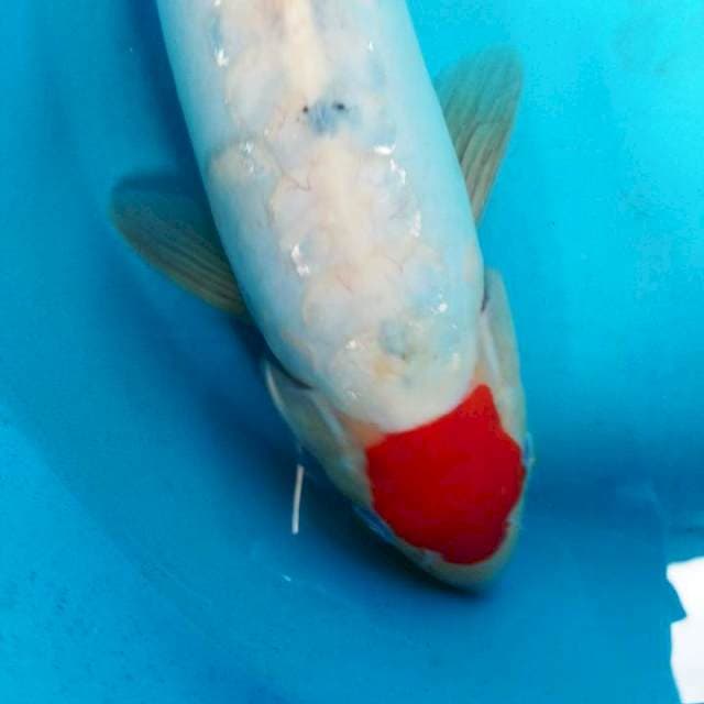 37 cm tanco ory