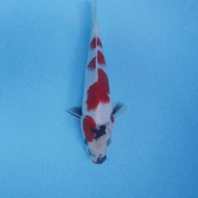 Sanke 23 cm