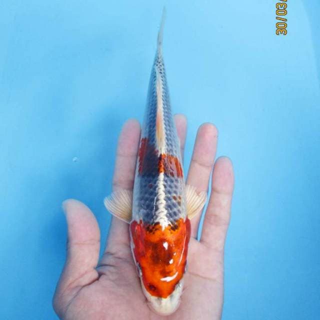 Kujaku 23 cm