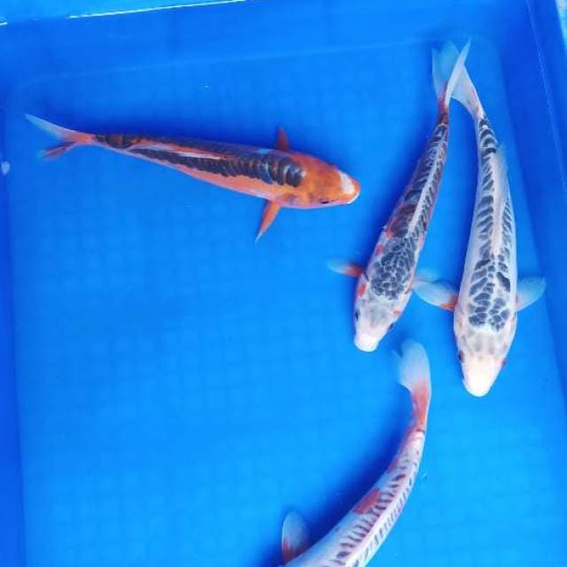 Mix shusui