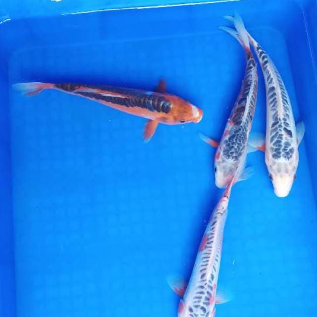 Mix shusui