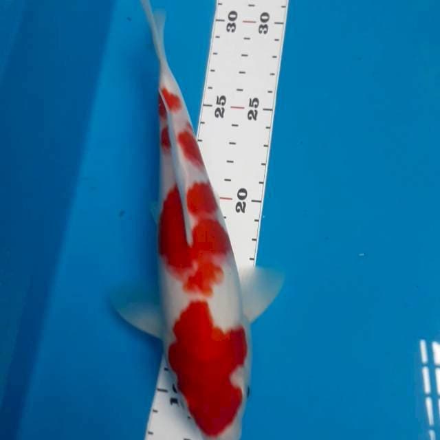 Kohaku 24 cmm