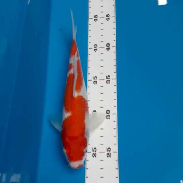 Kohak 22 cm