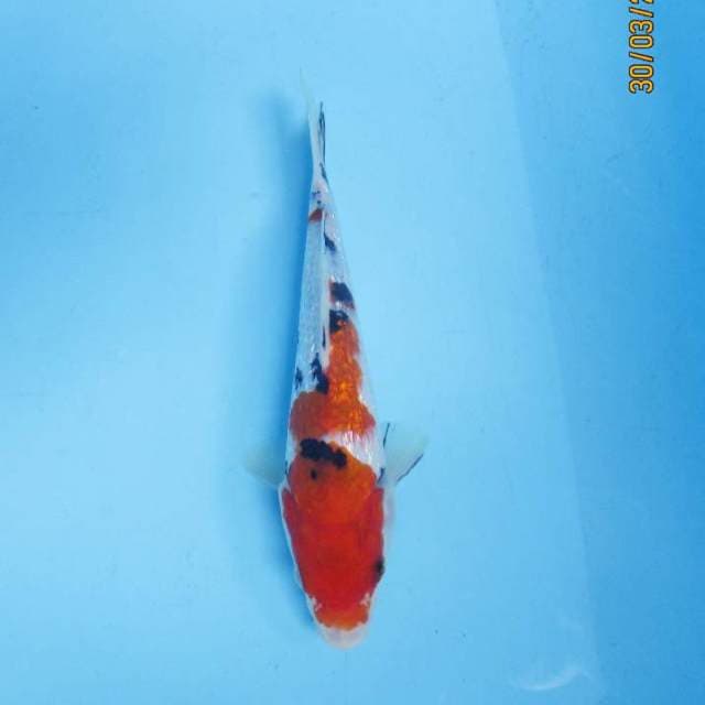Sanke ginrin 19 cm