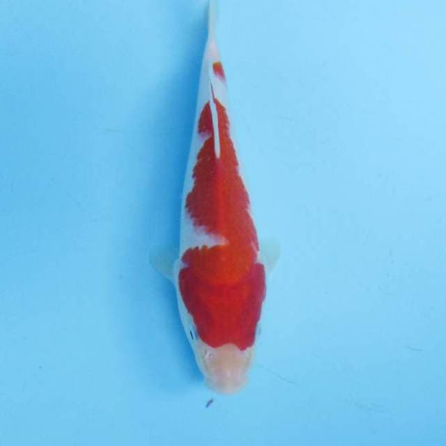 Kohaku 18 cm