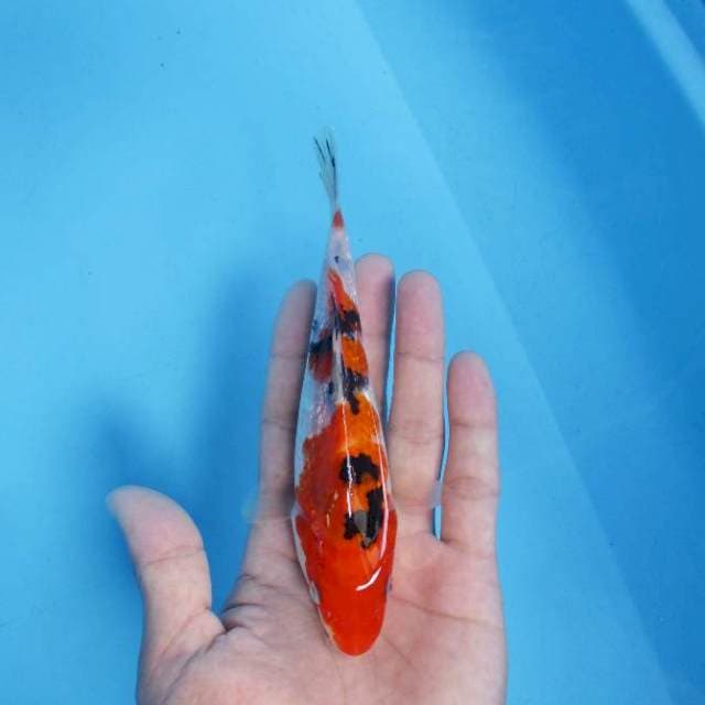 Sanke ginrin 17 cm