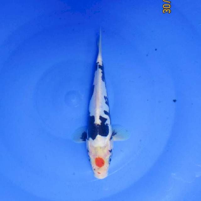 Tancho Kumonryu 17 cm