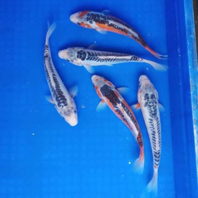 Mix shusui