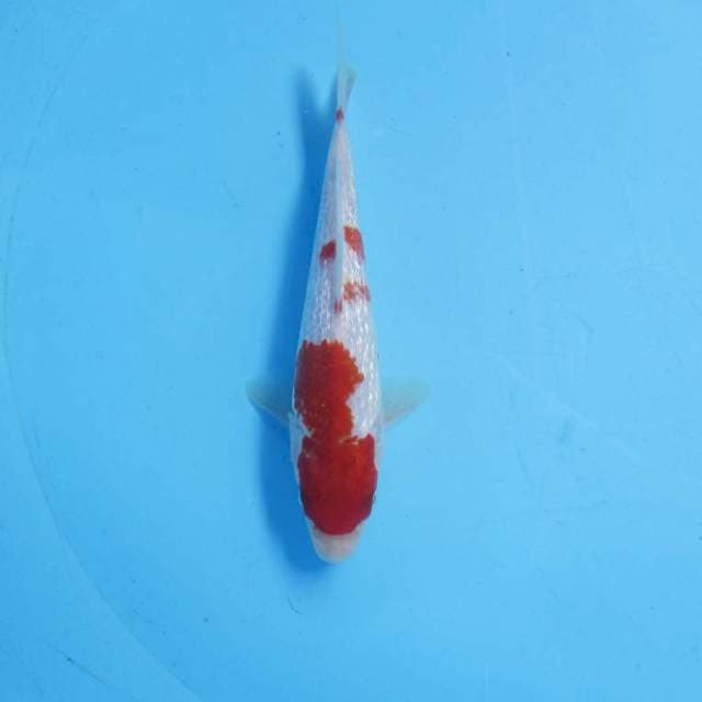 Kohaku ginrin 16 cm