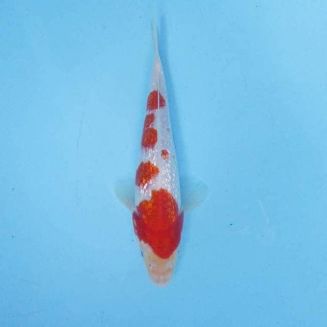 Kohaku ginrin 17 cm